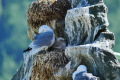 Tromsø, Kittiwakes