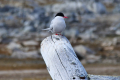 Svalbard-Vögel