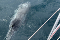Rundkopfdelfin