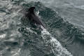 Delfin