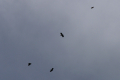 Seeadler