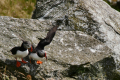 im Puffin-Wohngebiet