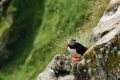 im Puffin-Wohngebiet
