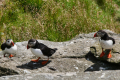 im Puffin-Wohngebiet