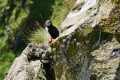 im Puffin-Wohngebiet