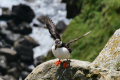 im Puffin-Wohngebiet