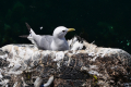 Grip