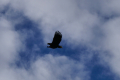 Seeadler
