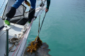 Kelp am Anker