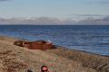 Skansbukta