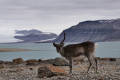 Tempelfjord