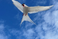 Svalbard-Vögel