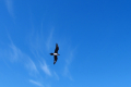 Svalbard-Vögel