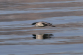 Svalbard-Vögel