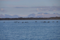 Svalbard-Vögel