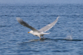 Svalbard-Vögel