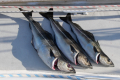 Fisch