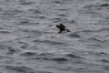 Sørøya (Puffin)