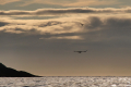 Sørvær (Seeadler)