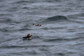 Puffins