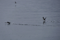 Puffins