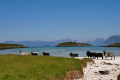 Meløyvær