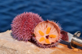 Seeigel