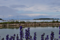 Nordskot
