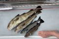 Fisch