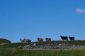Fjørtofta