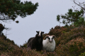 Espevær