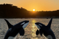 tanzende Orcas