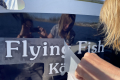 Final-Fish_010